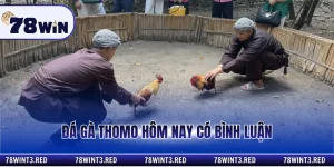 đá gà thomo hôm nay có bình luận
