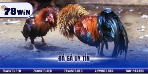 đá gà uy tín