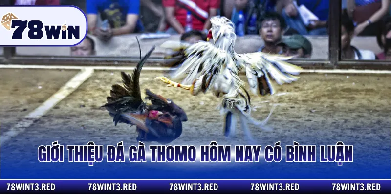 Giới thiệu đá gà thomo hôm nay có bình luận