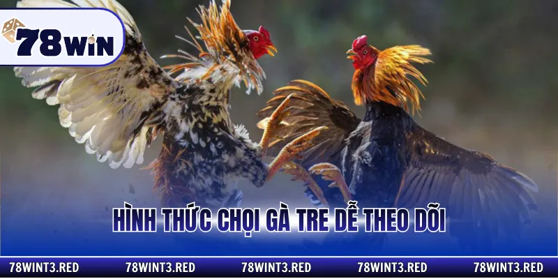 Hình thức chọi gà tre dễ theo dõi