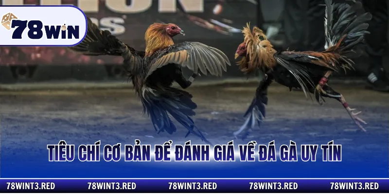Tiêu chí cơ bản để đánh giá về đá gà uy tín