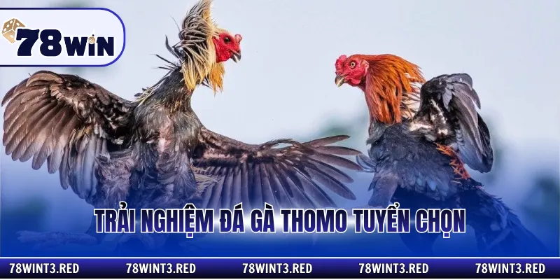Trải nghiệm đá gà Thomo tuyển chọn